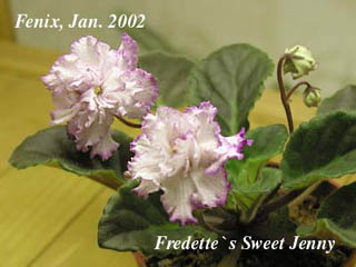 Fredette's Sweet Jenny